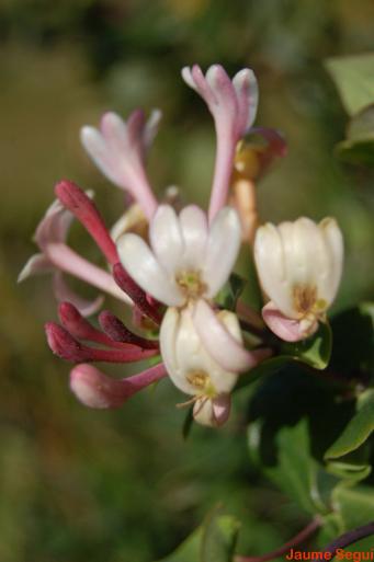 <p><em>Lonicera implexa ait.</em>,&nbsp;foto Jaume Segu&iacute;.</p>