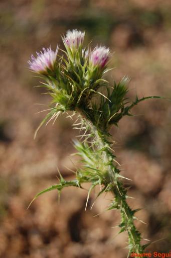<p><em>Carduus tenuiflorus curtis</em>,&nbsp;foto Jaume Segu&iacute; Colomar</p>