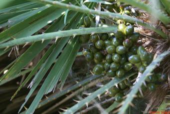 <p><em>Chamaerops humilis L.,</em>&nbsp;foto Jaume Segu&iacute; Colomar</p>