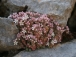 Sedum