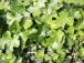 Hedera helix