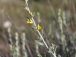 Anthyllis cytisoides