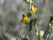 Anthyllis cytisoides