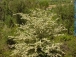 Crataegus monogyna Jacq. Fotograf&iacute;a http://herbarivirtual.uib.es