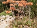 Aloe maculata