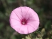 Convolvulus althaeoides