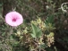 Convolvulus althaeoides