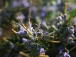 Rosmarinus officinalis