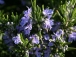 Rosmarinus officinalis