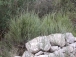 Anthyllis cytisoides