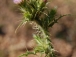 Carduus tenuiflorus curtis,&nbsp;foto Jaume Segu&iacute; Colomar